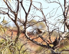 Poodytes carteri