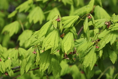 Acer circinatum