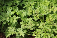 Ranunculus repens