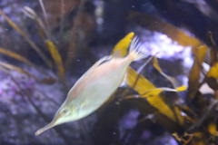Macroramphosus scolopax