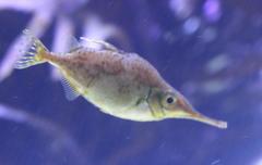 Macroramphosus scolopax