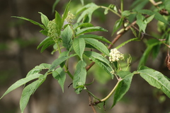 Sambucus racemosa