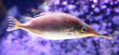 Macroramphosus scolopax