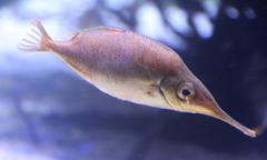 Macroramphosus scolopax