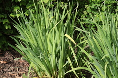 Iris orientalis