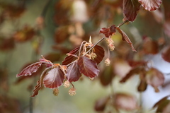 Fagus sylvatica
