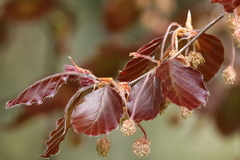 Fagus sylvatica