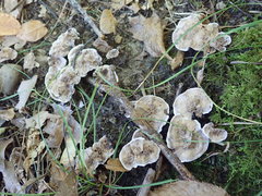 Phellodon confluens