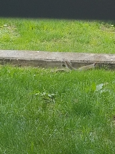 photo of Eastern Gray Squirrel (Sciurus carolinensis)