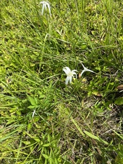 Rhynchospora colorata image