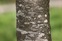 Fagus sylvatica