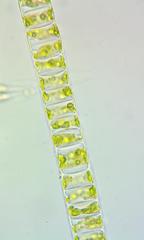 Ulothrix