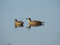 Lophonetta specularioides