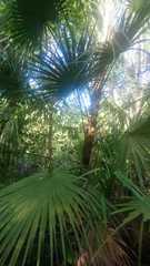 Acoelorraphe wrightii