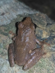 Pseudophilautus wynaadensis