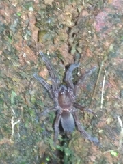 Phlogiellus