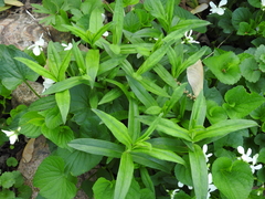 Gentiana andrewsii andrewsii