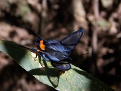 Chorinea heliconides