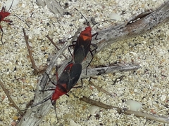 Dysdercus fulvoniger