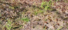 Toxicodendron radicans