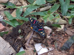 Mimoniades versicolor
