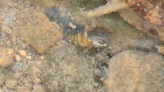 Semisulcospiridae