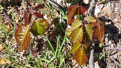 Toxicodendron radicans