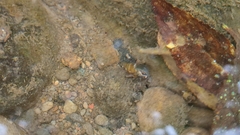 Semisulcospiridae