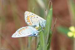 Lycaenidae