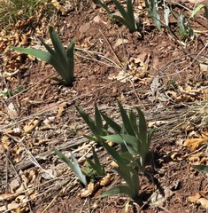 Iris missouriensis