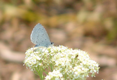 Celastrina echo echo