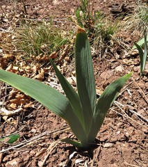 Iris missouriensis
