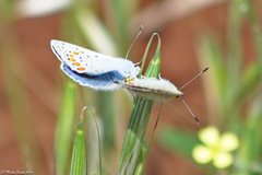 Lycaenidae
