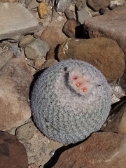 Epithelantha