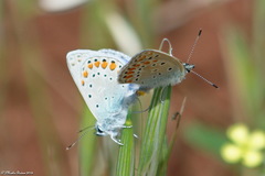 Lycaenidae