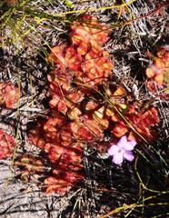 Drosera cuneifolia