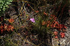 Drosera cuneifolia