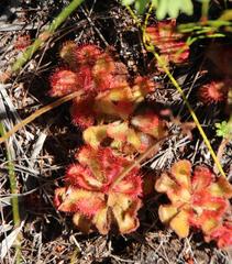 Drosera cuneifolia