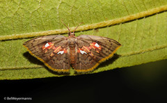 Tricentra angulisigna