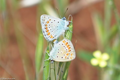 Lycaenidae