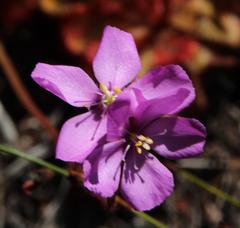 Drosera cuneifolia
