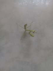 Stagmatoptera femoralis