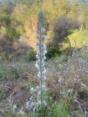 Sairocarpus coulterianus