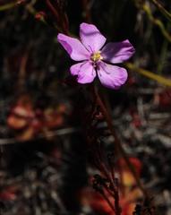 Drosera cuneifolia