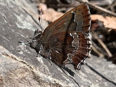 Callophrys mossii