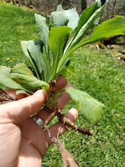 Solidago glomerata