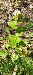 Alliaria petiolata