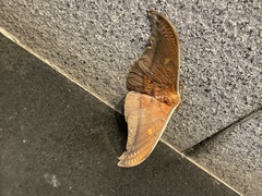 Antheraea formosana