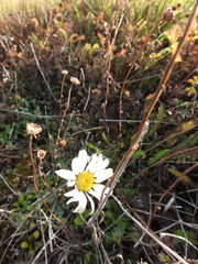Leucanthemum vulgare
