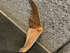 Antheraea formosana